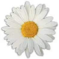 DAISY Daisy 1