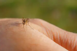 Phoebe Urges South Georgians to Take Precautions to Prevent West Nile Virus 2 A mosquito on human skin reminds South Georgians to take West Nile Virus precautions. Blurred green background.