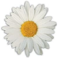 Employee Recognition 1 DAISY Daisy